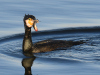 Kormoran.1