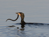 Kormoran.2
