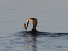 Kormoran.3