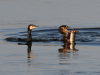 Kormoran1