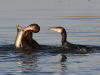 Kormoran2