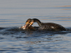Kormoran3