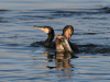 Kormoran5