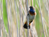 Blaukehlchen2