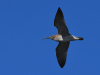 Regenbrachvogel