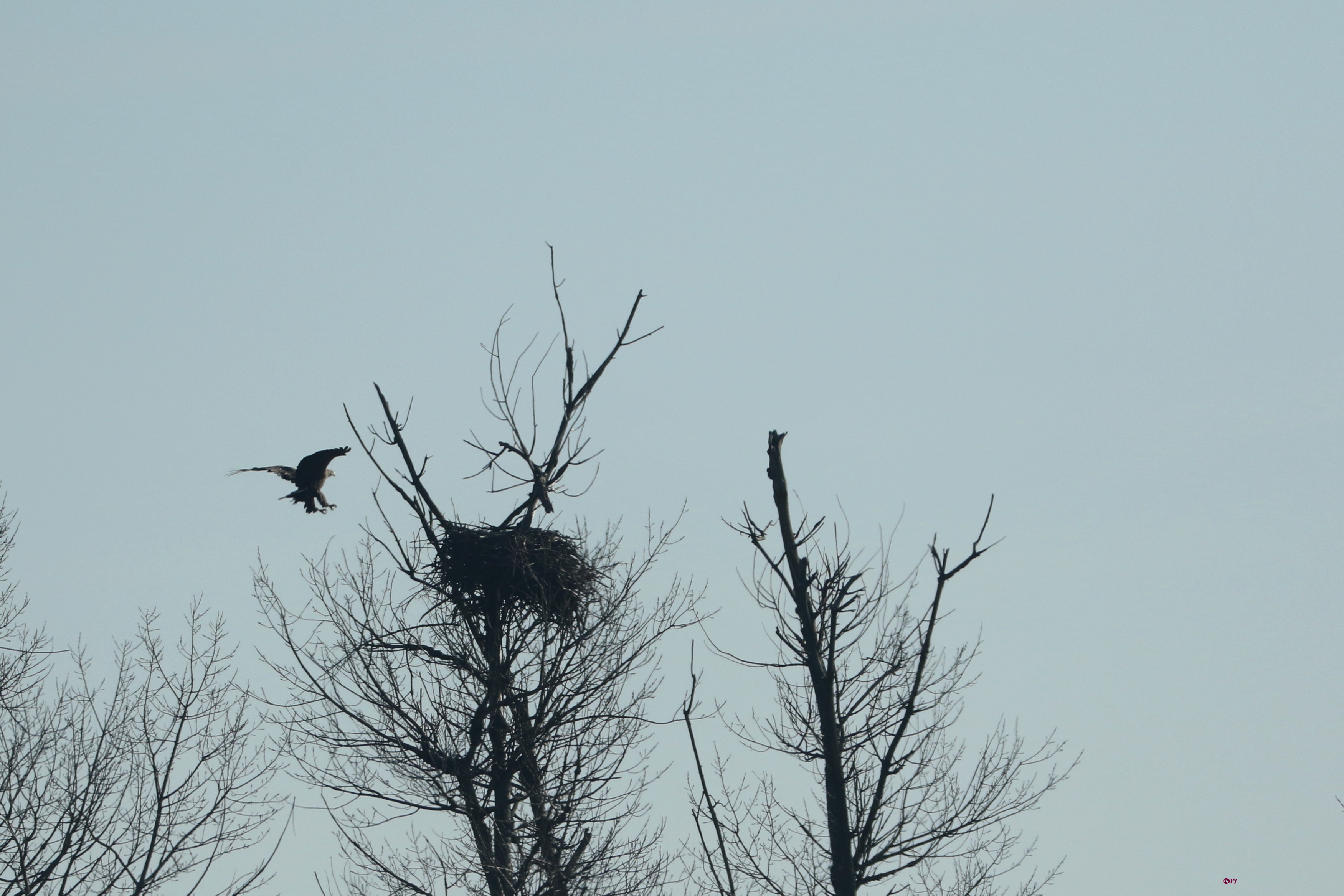 Seeadler