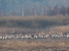 Kranich