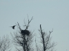 Seeadler