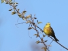 Goldammer - 2019-04-19-0N