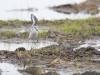 sanderling