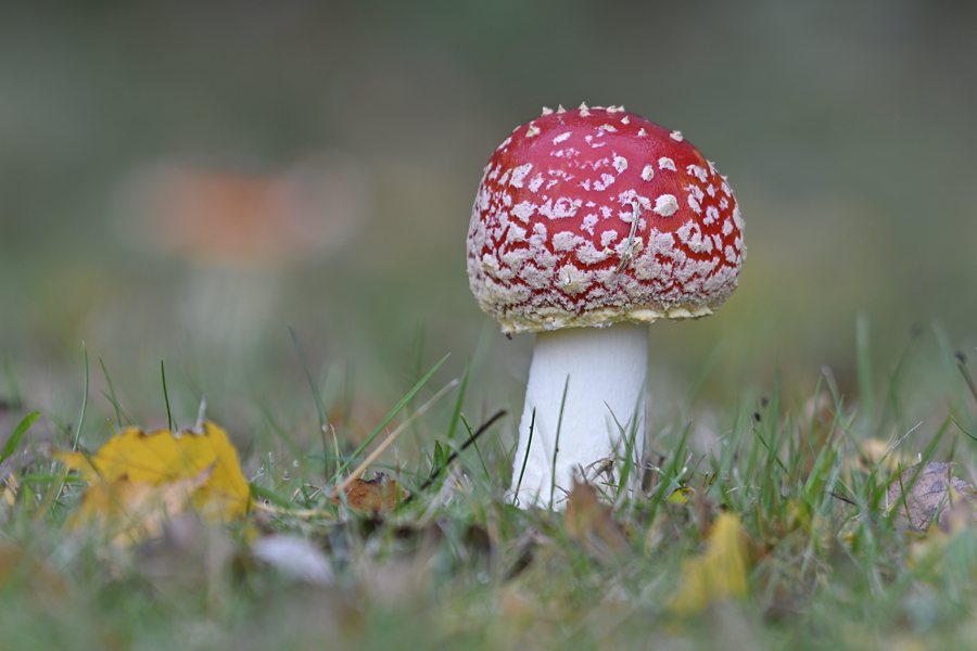 Fliegenpilz