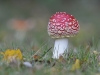 Fliegenpilz