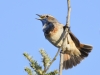 Blaukehlchen