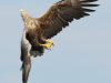 seeadler-i-westturm-03-07-14