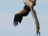 seeadler-iii-westturm-03-07-14