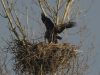 Seeadler-PaarungII 13.03.2016