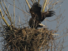 Seeadler-PaarungIII 13.03.2016