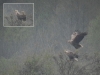 seeadler-2014-04-07-steinhuder-meer-ostturm