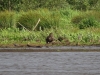 seeadler-juv-900x675