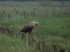 Seeadler und Bachstelze