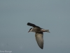 DSC_8151 (1000x698)