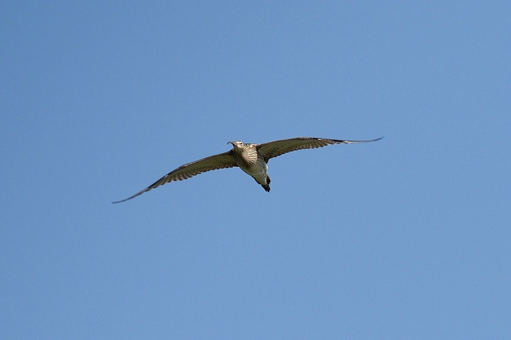 Regenbrachvogel_01