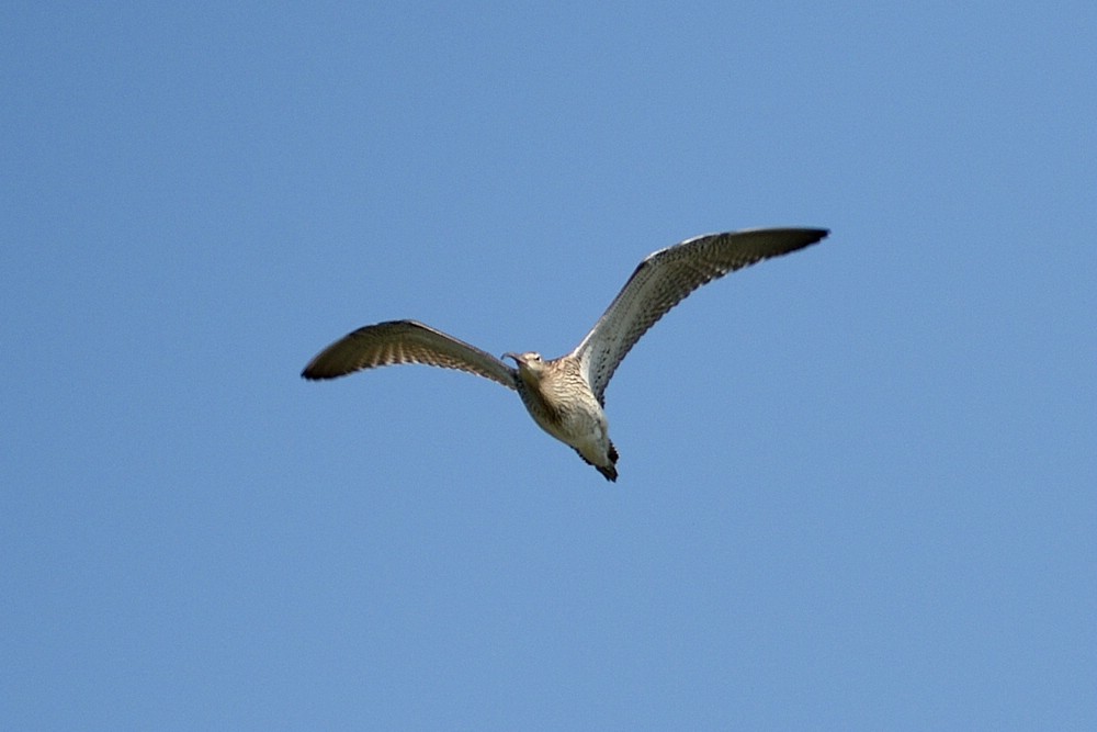 Regenbrachvogel_02