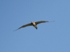 Regenbrachvogel_01
