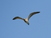 Regenbrachvogel_02