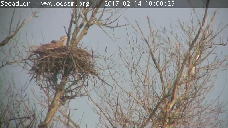 Seeadler-20170214-1105319961