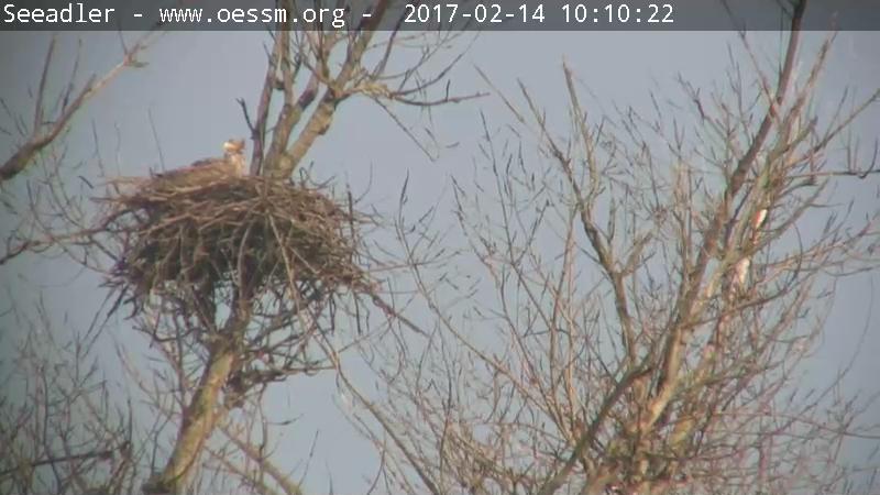Seeadler-20170214-1115293985