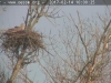 Seeadler-20170214-1105319961