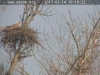 Seeadler-20170214-1115293985