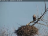 Seeadler-20200317-0933360633