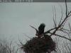 Seeadler-20200317-1756342727