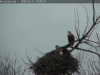 Seeadler-20200317-1803265667