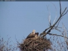 Seeadler-20200407-1241247524