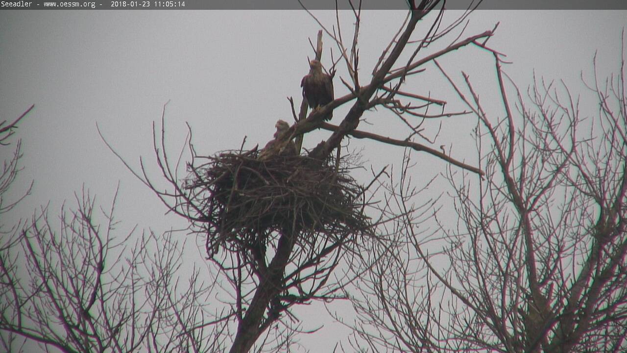 Seeadler-20180123_11-05-15