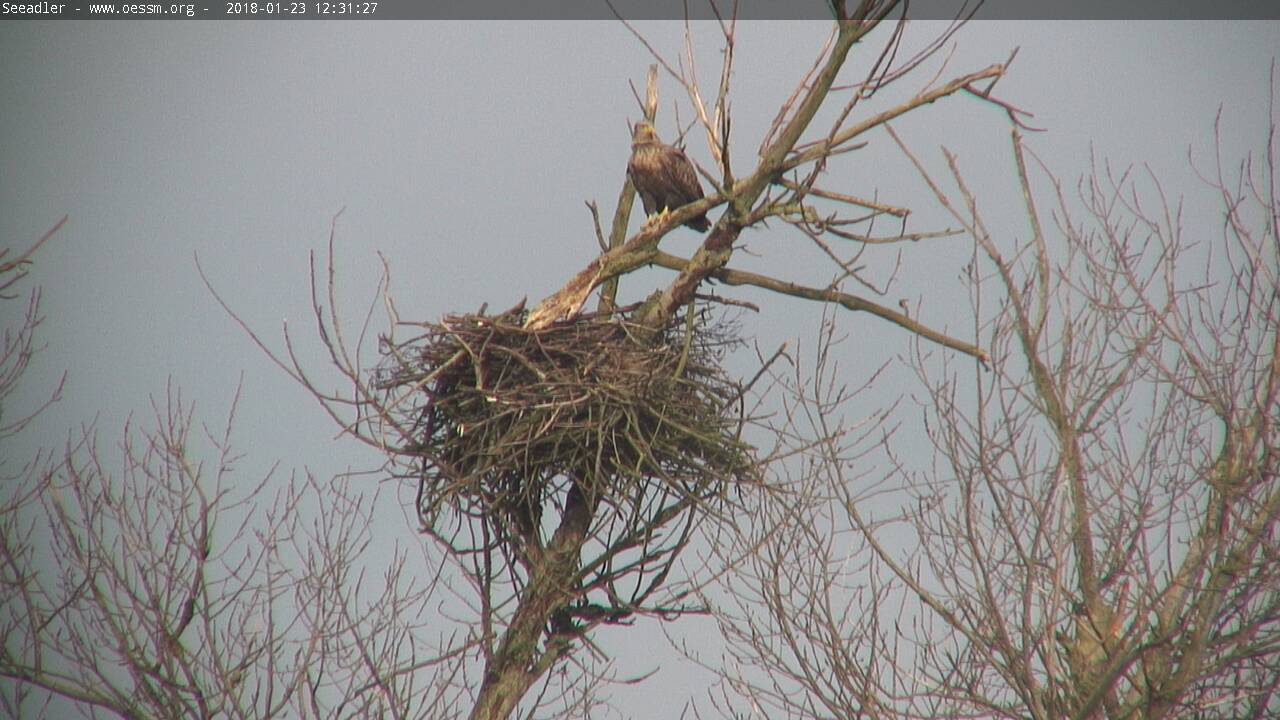 Seeadler-20180123_12-31-29