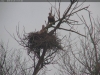 Seeadler-20180123_11-11-06