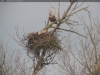 Seeadler-20180123_12-31-29