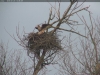Seeadler-20180123_12-36-11
