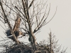 dsc4509seeadler-landung-mit-ast