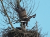 dsc6931seeadler-15-oessm