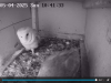 Screenshot-2025-05-04-at-11-41-54-Schleiereule