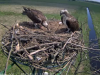 19 Fütterung