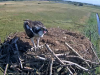11  7.8.2017  Oft sind beide Jungvögel in Horstnähe, einer unten rechts auf einem Ast sitzend
