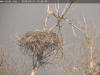 11.3.2019 Brütender Seeadler