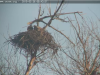 26.2.2019 Seeadler  Es wird am Horst gewerkelt