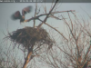 26.2.2019 Seeadler